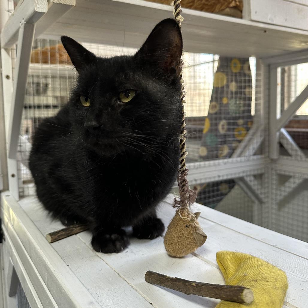 Enlarge Melvin, a Adoptable mixed breed in Nokesville, VA image 4/6