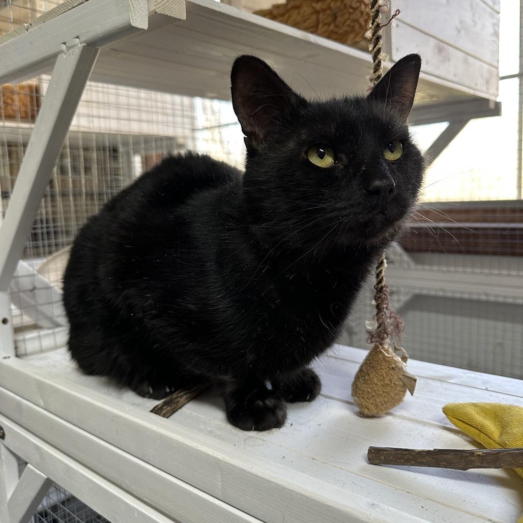 Enlarge Melvin, a Adoptable mixed breed in Nokesville, VA image 5/6