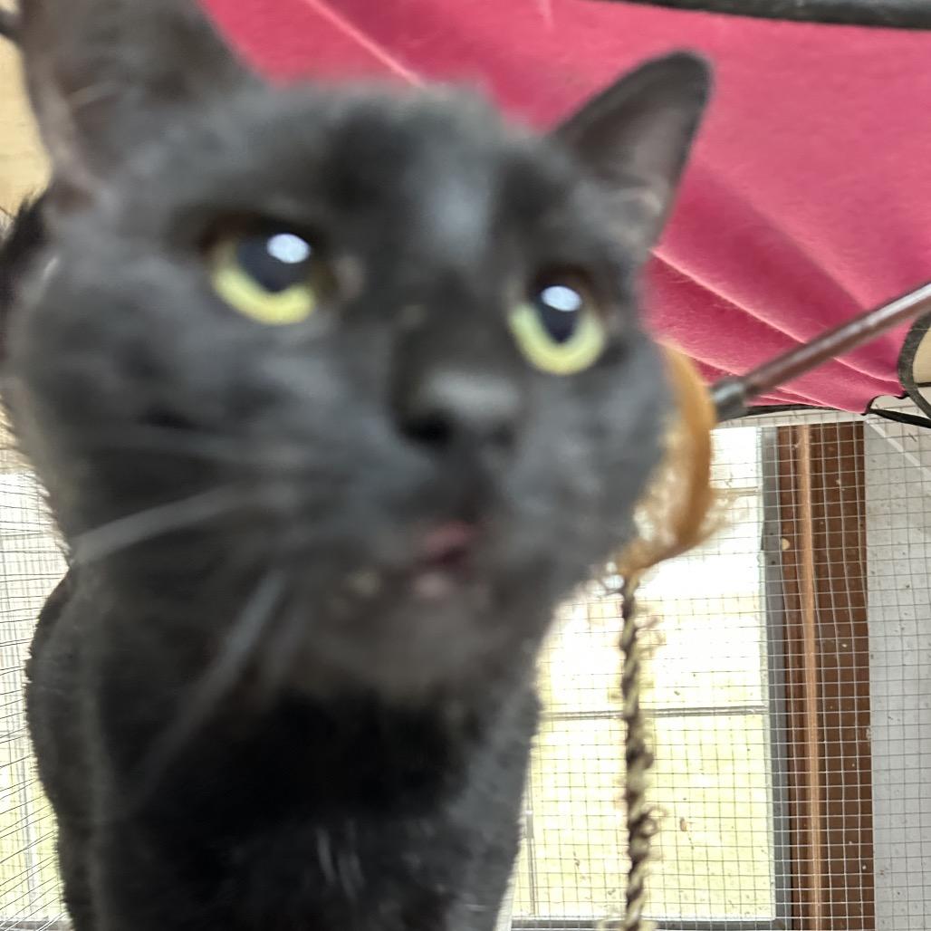 Enlarge Melvin, a Adoptable mixed breed in Nokesville, VA image 6/6