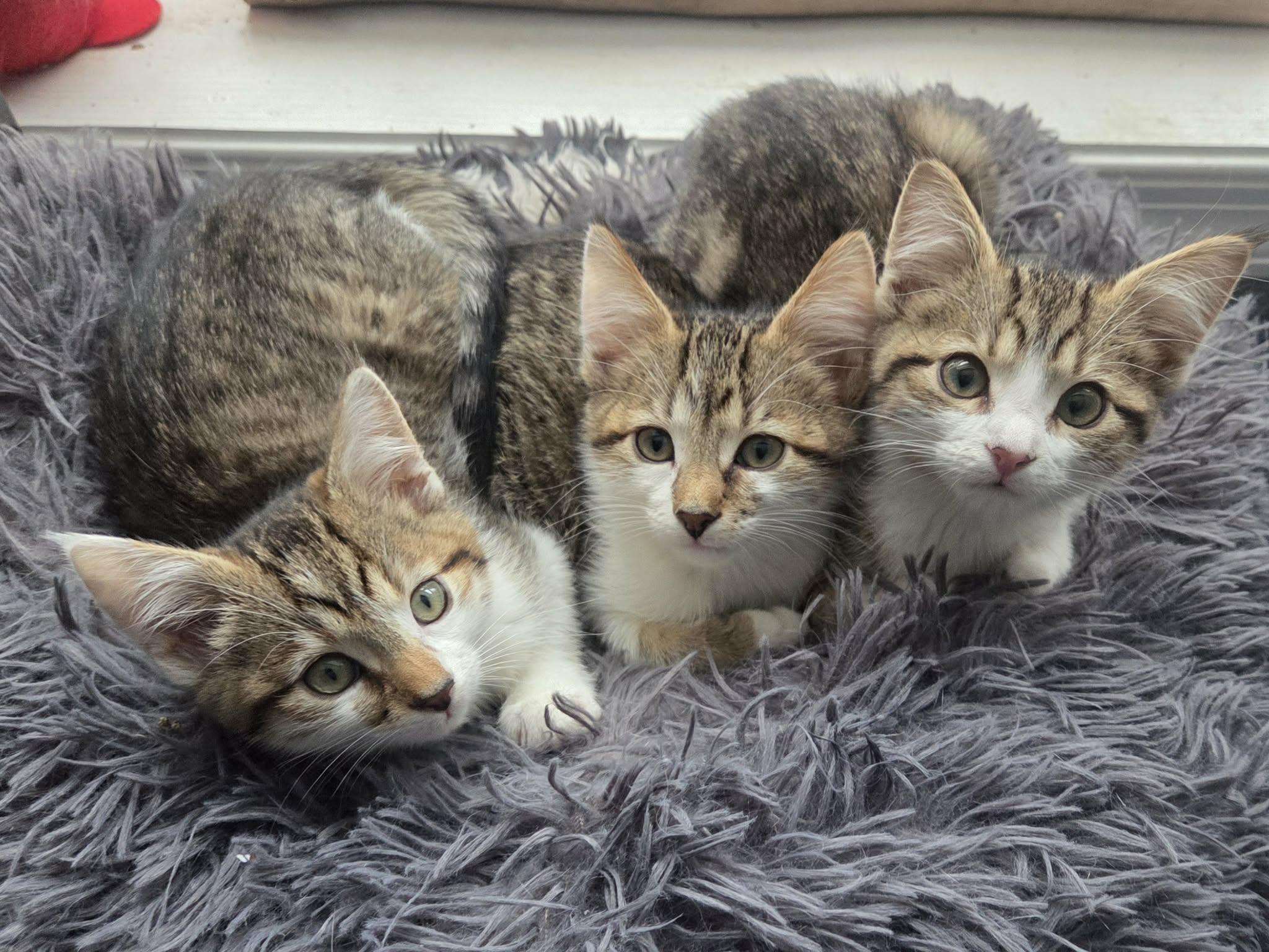 Enlarge Hazel - Adoption pending, an adopted mixed breed in Harrisburg, PA image 6/6