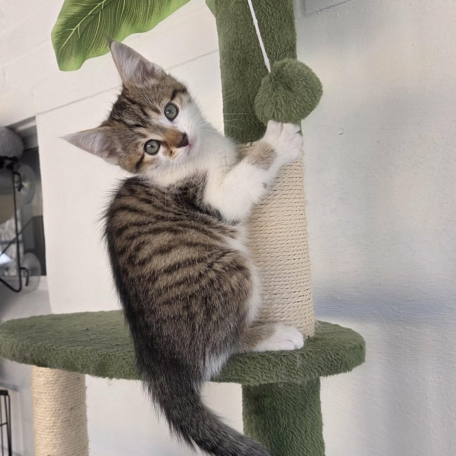 Enlarge Hazel - Adoption pending, an adopted mixed breed in Harrisburg, PA image 4/6