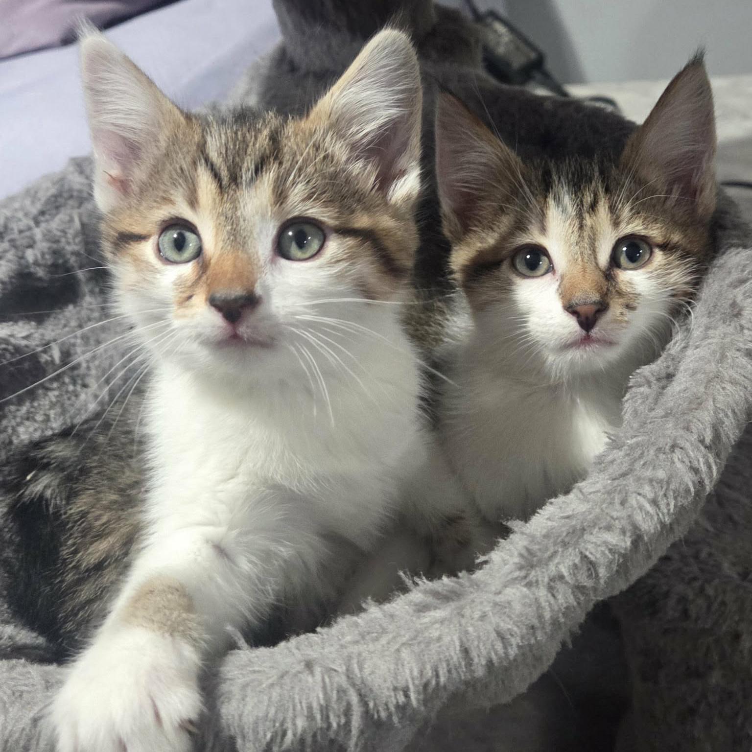 Enlarge Hazel - Adoption pending, an adopted mixed breed in Harrisburg, PA image 5/6