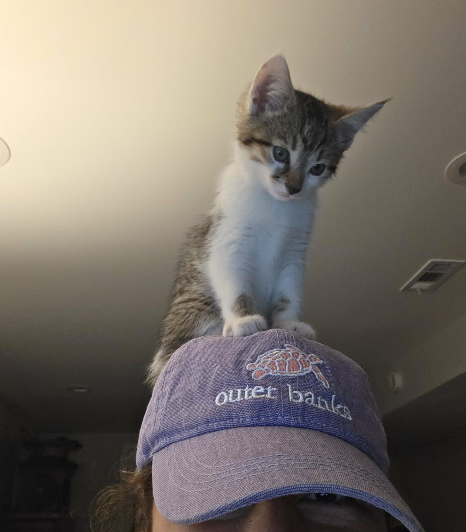 Enlarge Hazel - Adoption pending, an adopted mixed breed in Harrisburg, PA image 3/6