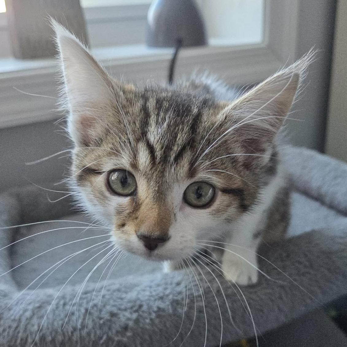 Hazel - Adoption pending, adopted, Kitten Female Tabby & Domestic Short Hair.