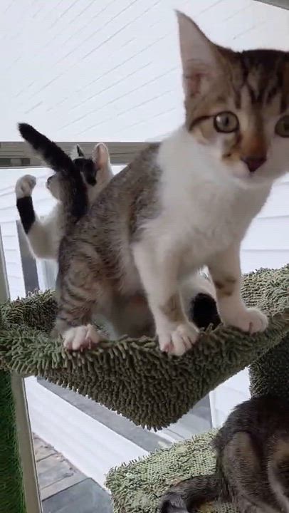 Enlarge Hazel - Adoption pending, an adopted mixed breed in Harrisburg, PA video 2/6