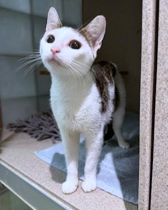 Enlarge Jess, a Adoptable mixed breed in Washington, DC image 1/1