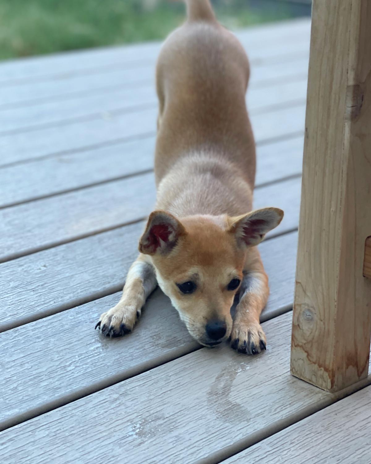 Enlarge Happy, a Adoptable mixed breed in Frisco, TX image 2/3