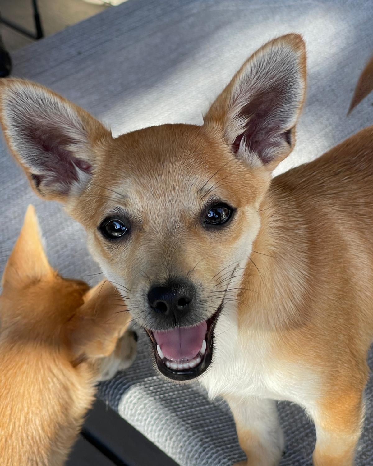 Happy, Adoptable, Puppy Female Chihuahua & Terrier.