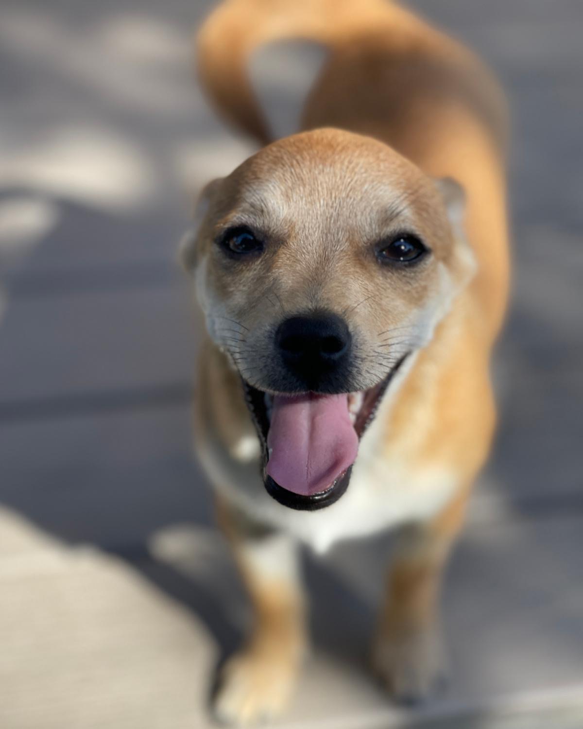Enlarge Happy, a Adoptable mixed breed in Frisco, TX image 3/3