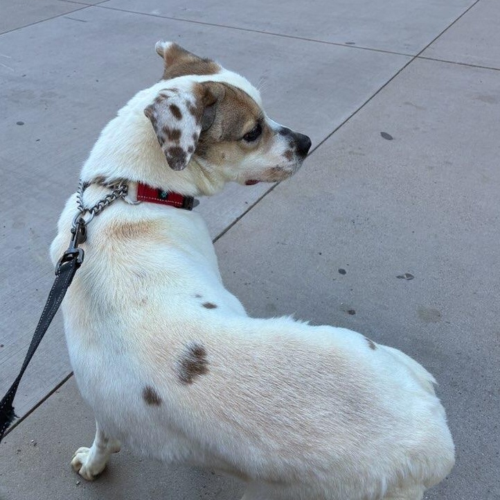 Enlarge Beta 3965, an adopted mixed breed in Phoenix, AZ image 4/5