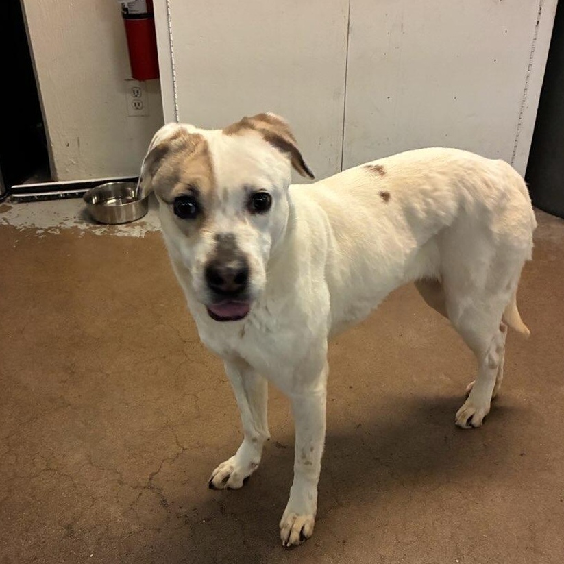 Enlarge Beta 3965, an adopted mixed breed in Phoenix, AZ image 3/5