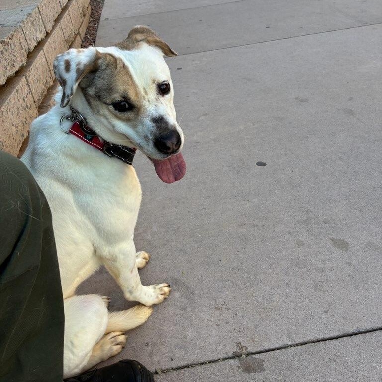Enlarge Beta 3965, an adopted mixed breed in Phoenix, AZ image 5/5