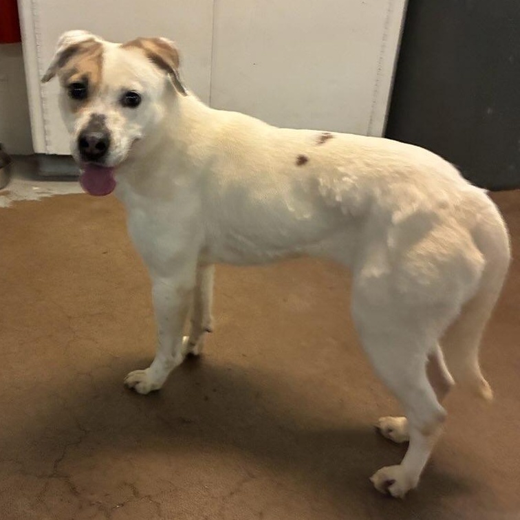 Enlarge Beta 3965, an adopted mixed breed in Phoenix, AZ image 2/5