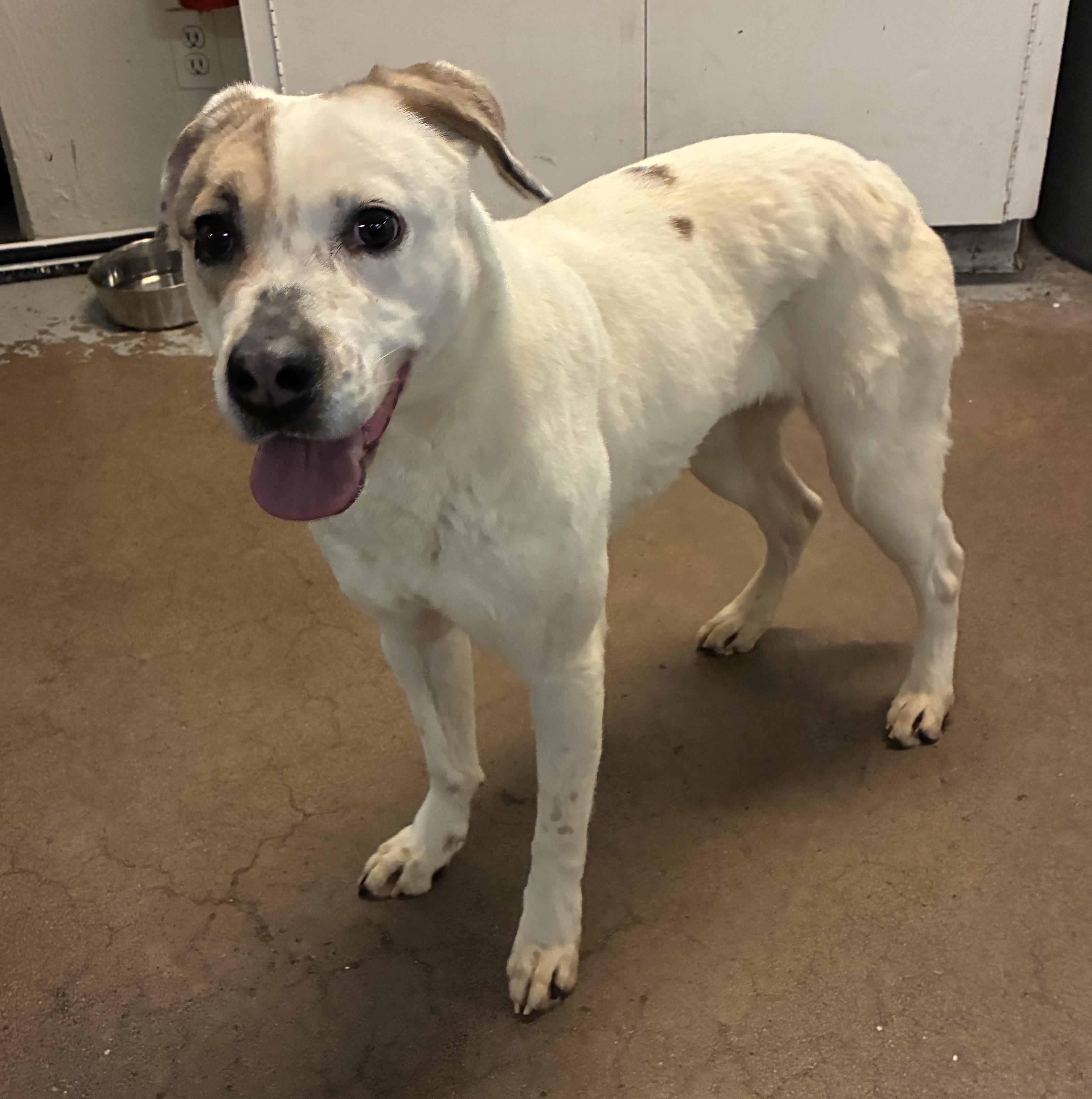 Beta 3965, adopted, Young Female American Staffordshire Terrier & Staffordshire Bull Terrier.
