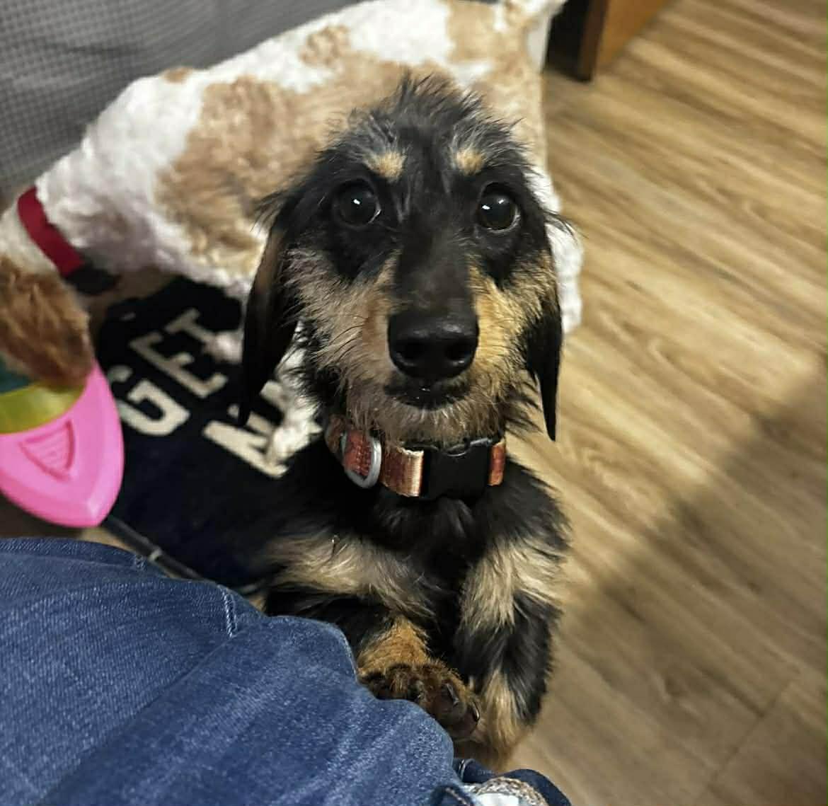 Roxi, Adoptable, Young Female Dachshund.