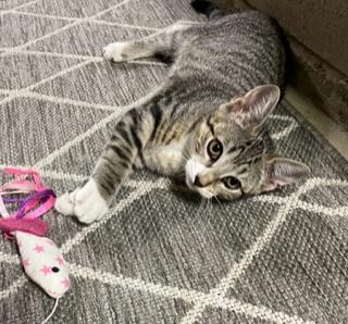 Bean, Adoptable, Kitten Female Tabby.