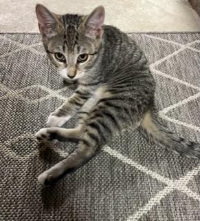 Enlarge Bean, a Adoptable Tabby in Closter, NJ image 2/3