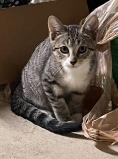 Enlarge Bean, a Adoptable Tabby in Closter, NJ image 3/3