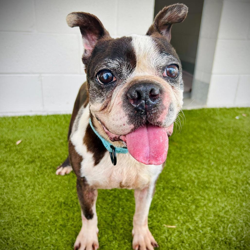 Enlarge Paul, a Adoptable mixed breed in Englewood, FL image 1/3