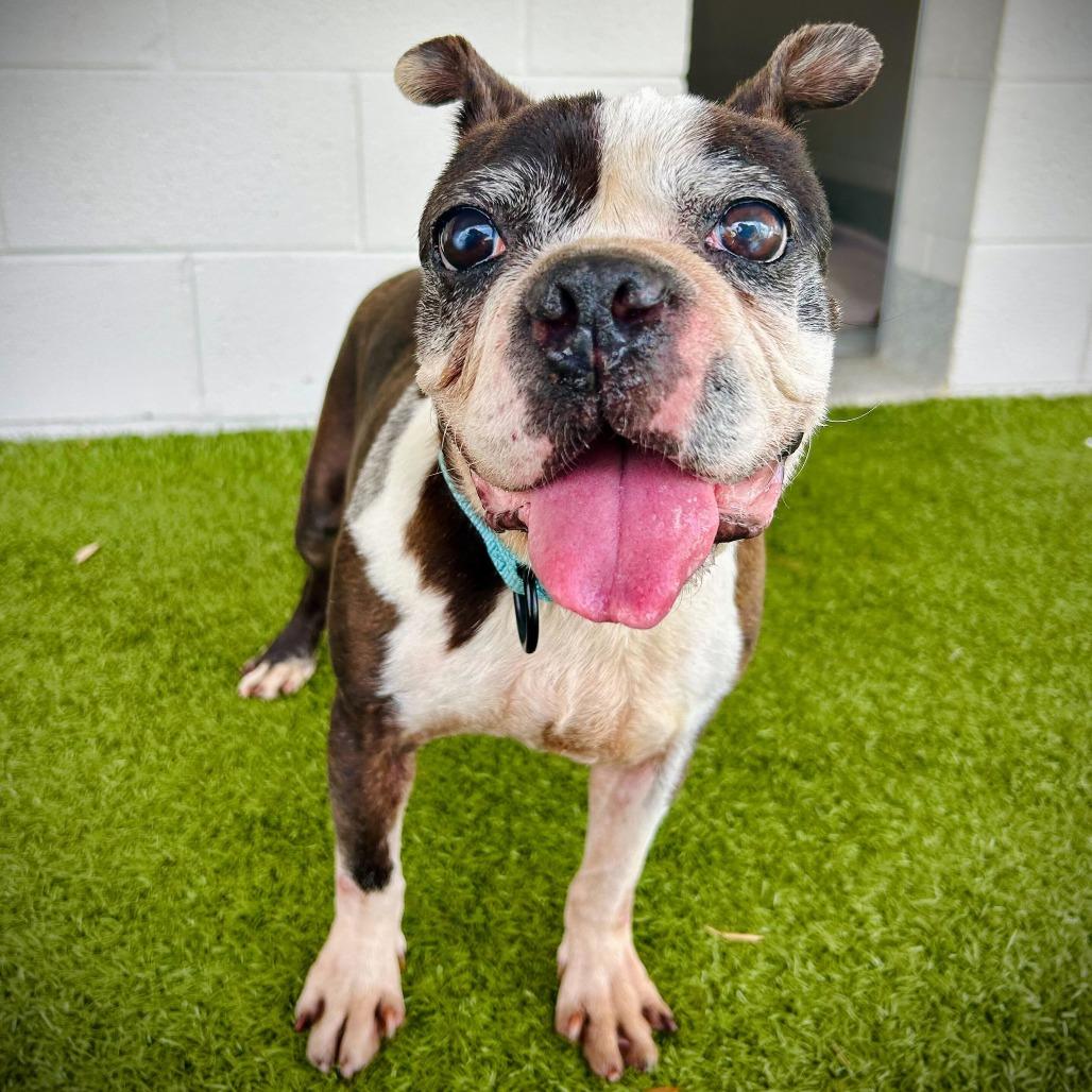 Enlarge Paul, a Adoptable mixed breed in Englewood, FL image 2/3