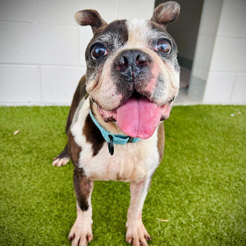 Enlarge Paul, a Adoptable mixed breed in Englewood, FL image 3/3