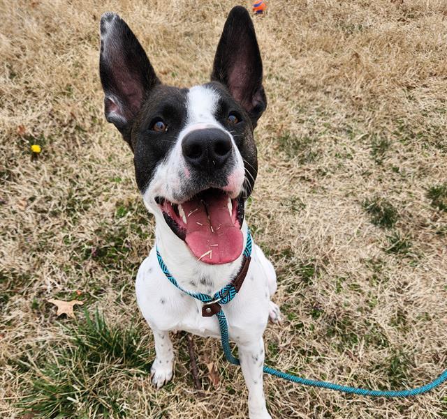 SAMA, Adoptable, Young Male Labrador Retriever & Mixed Breed.