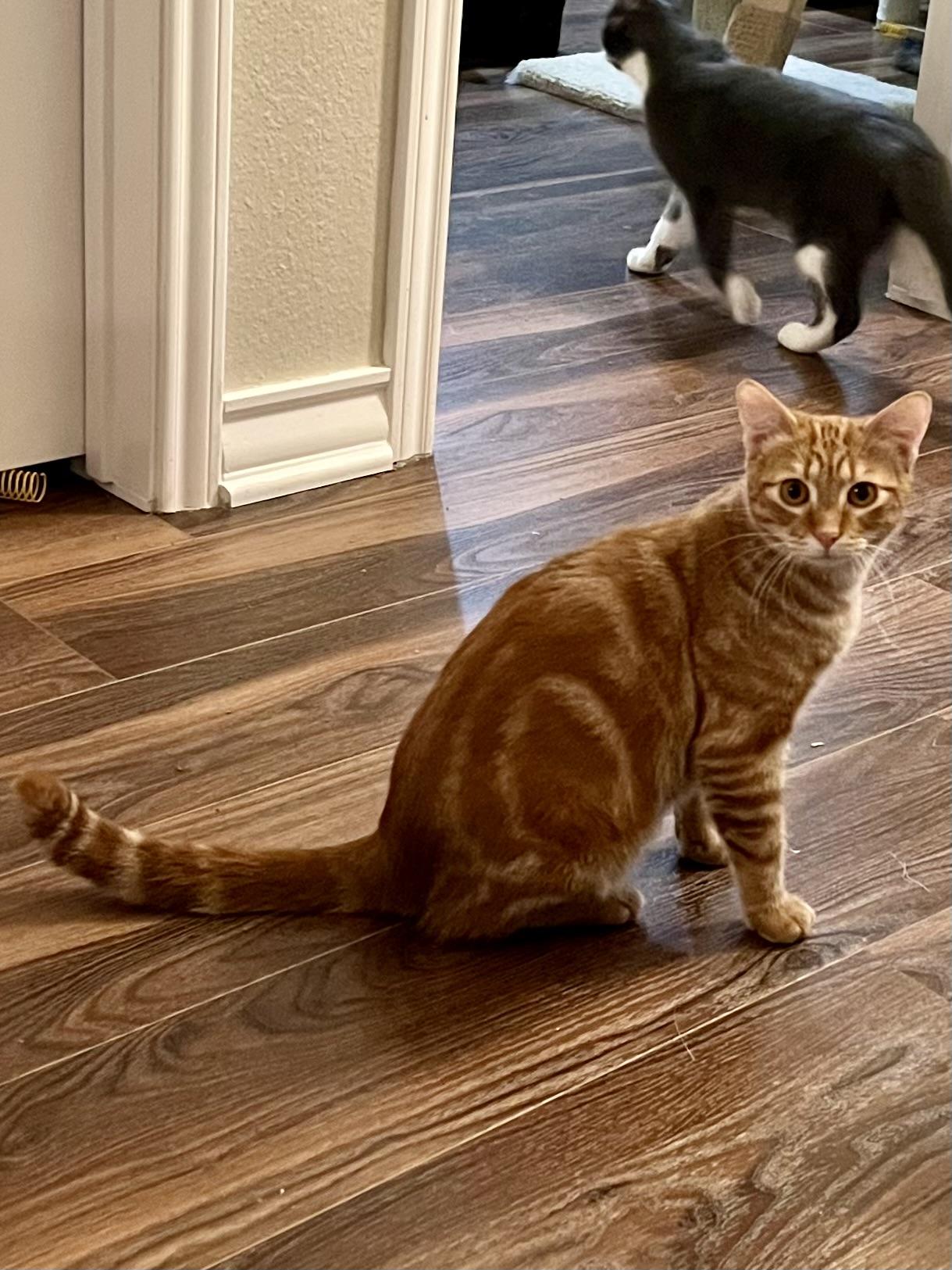 Rusty CR, a Adoptable mixed breed in Schertz, TX image 3/5