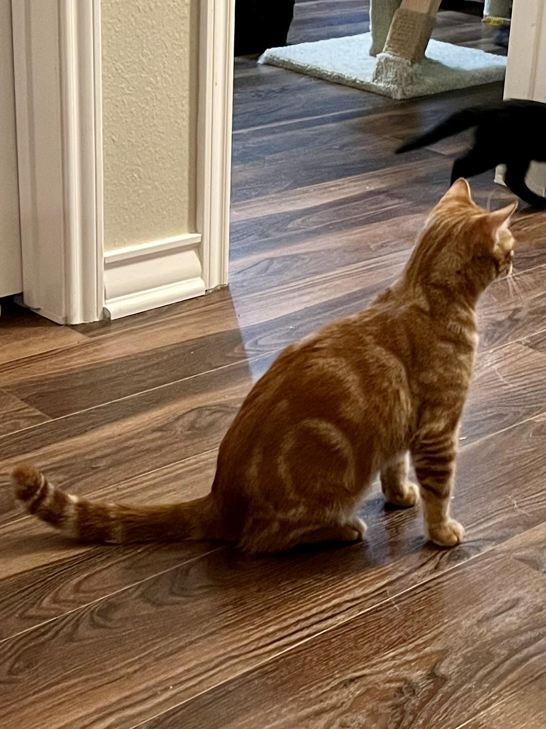 Rusty CR, a Adoptable mixed breed in Schertz, TX image 4/5