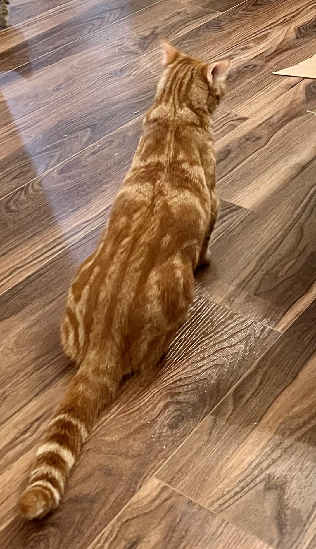 Rusty CR, a Adoptable mixed breed in Schertz, TX image 5/5