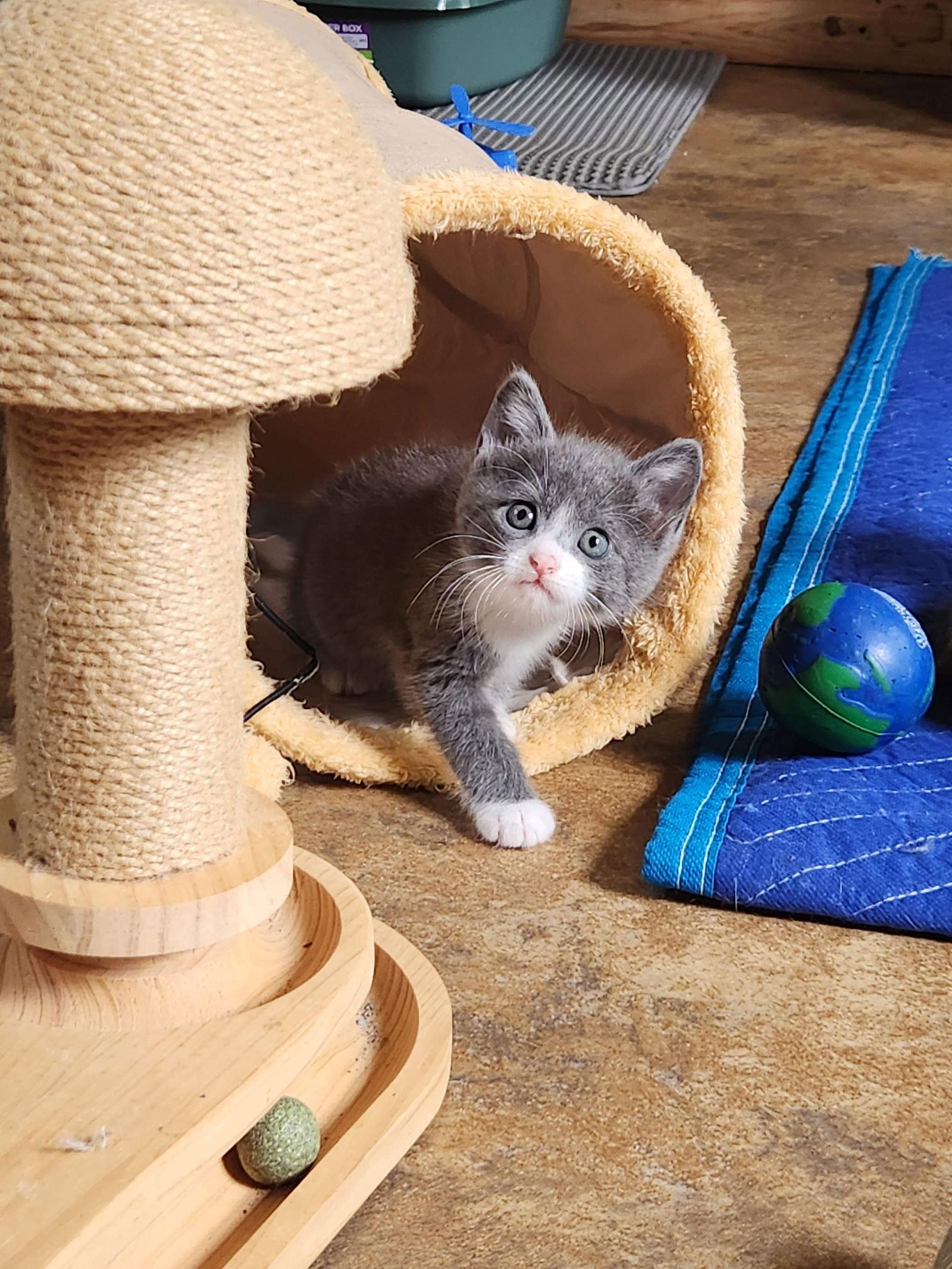 Linda, Adoptable, Kitten Female American Shorthair.