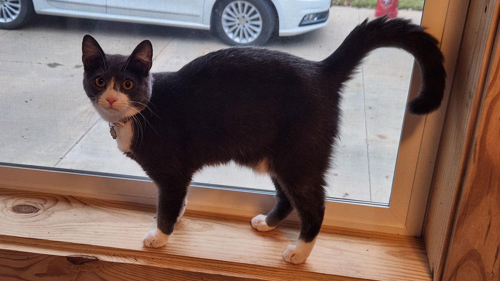 Enlarge Linda, a Adoptable American Shorthair in Roanoke, AL image 2/3