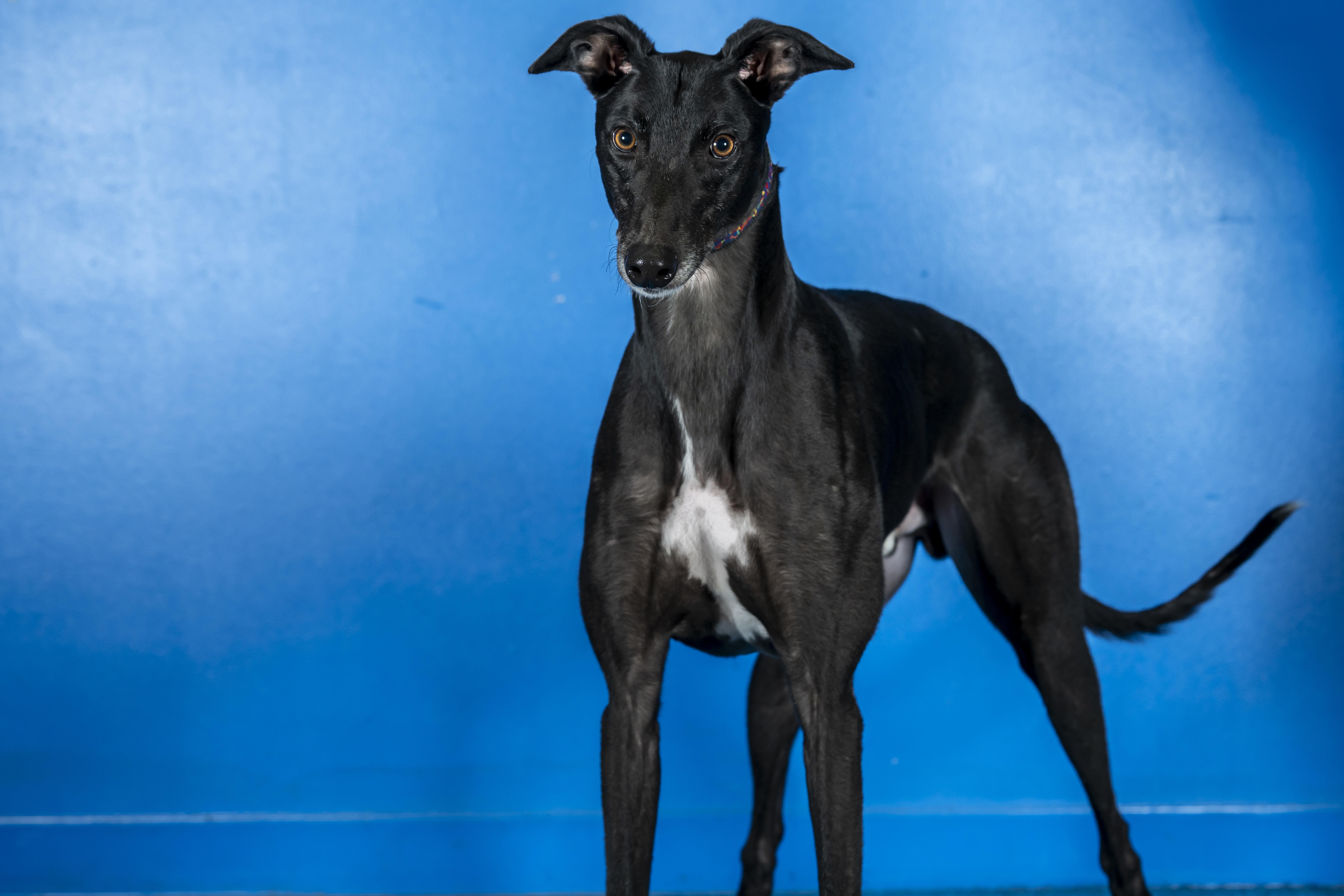 RG Thintowin - Gillian, Adopted, Adult Male Greyhound.