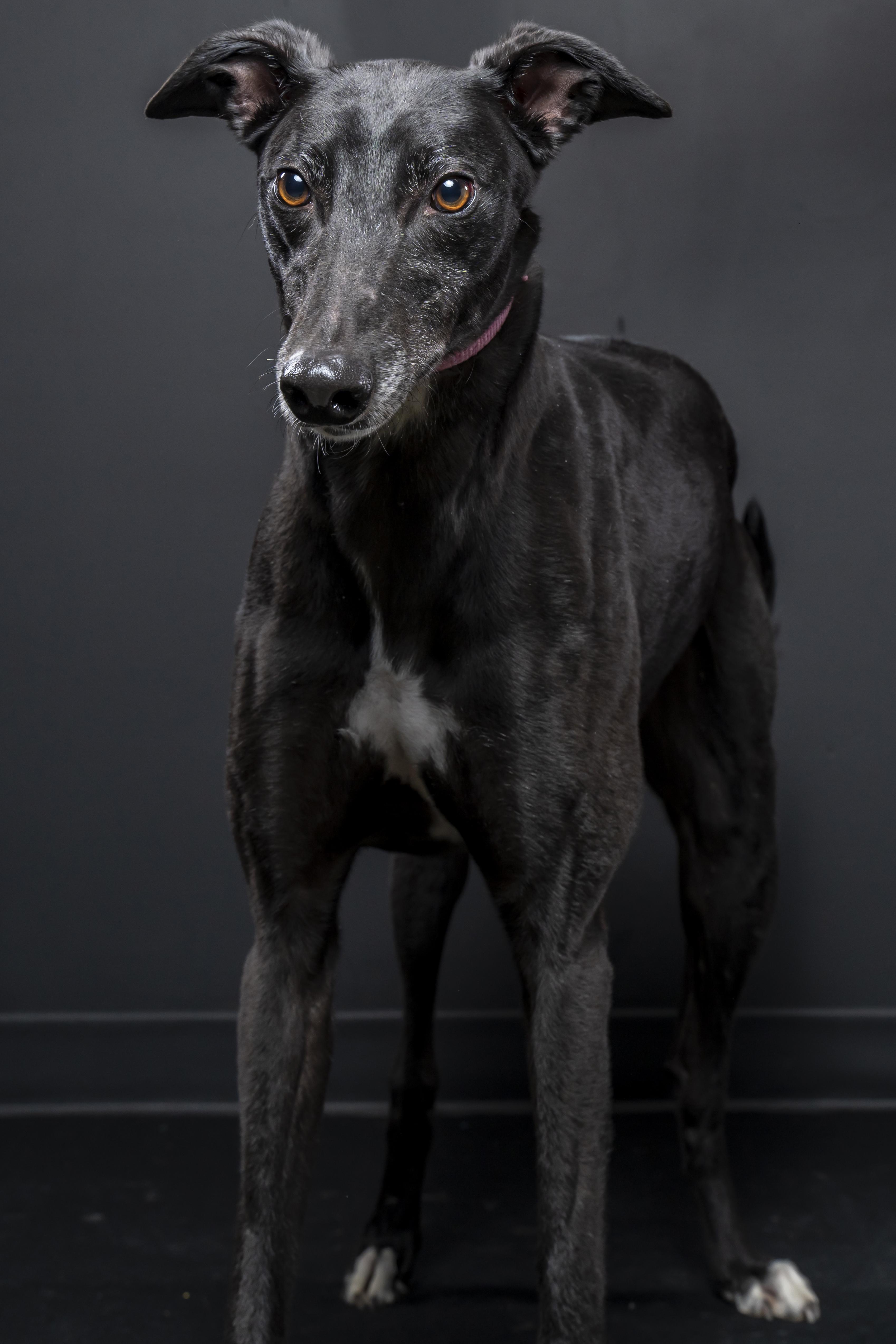 Enlarge RG Thintowin - Gillian, a Adopted Greyhound in Augusta, ME image 2/2