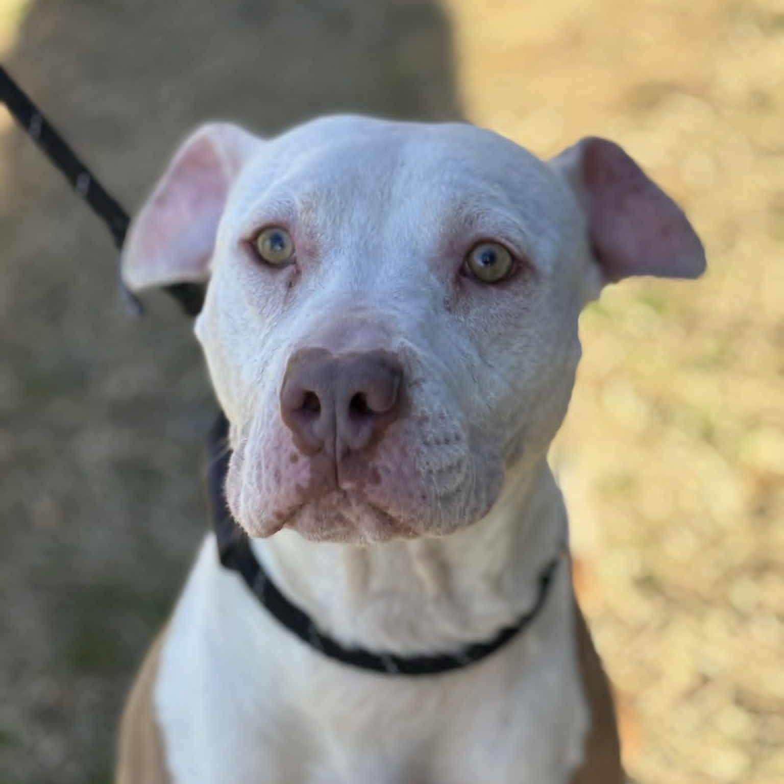 Enlarge 25-01732 WILSON, a Adoptable Pit Bull Terrier in Fredericksburg, VA image 1/1