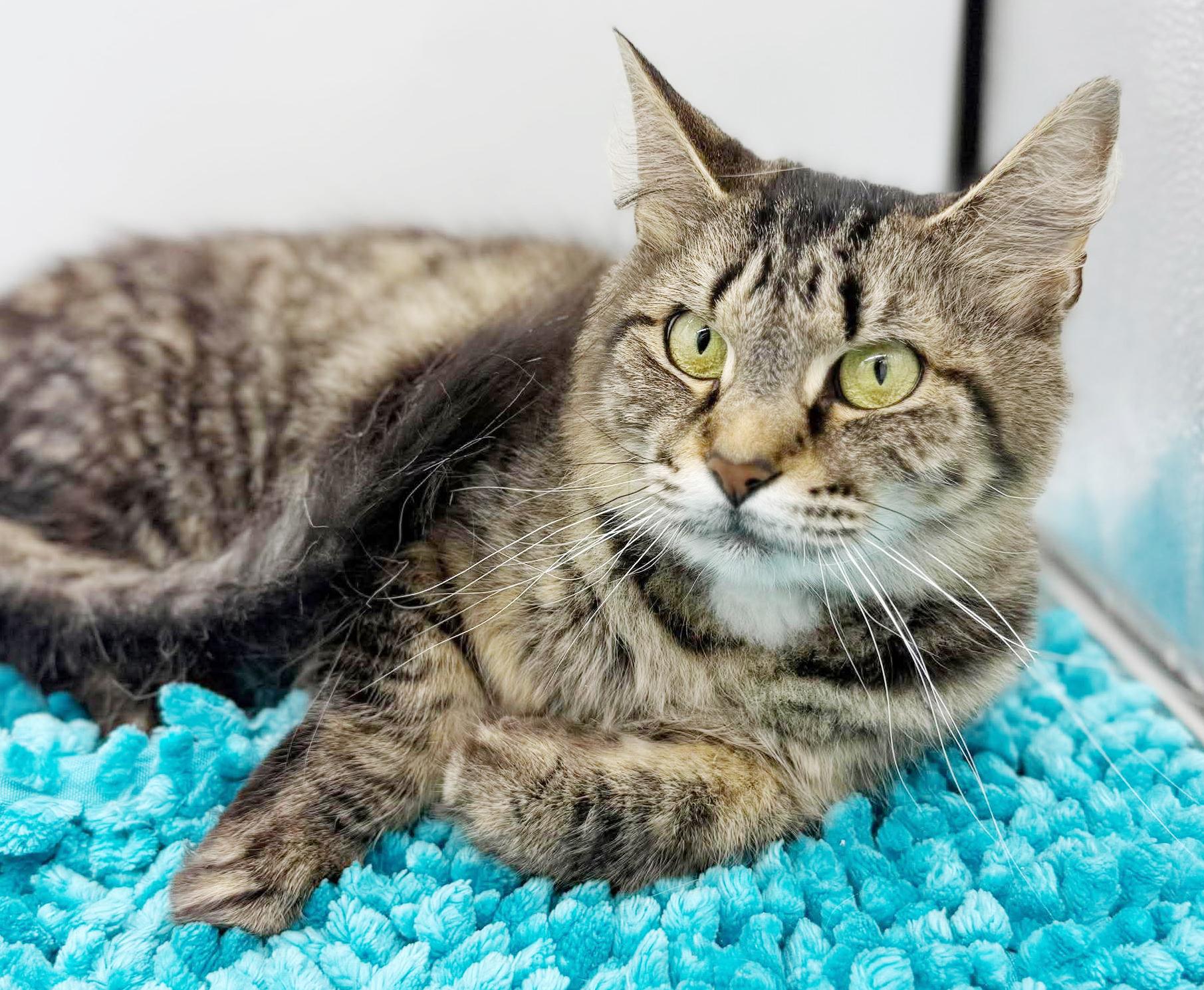 Enlarge Mrs Mew - Senior Therapy cat - eligible for Senior to Senior - AMAZING - VIDEOS, a Adoptable mixed breed in Bedford Hills, NY image 4/6