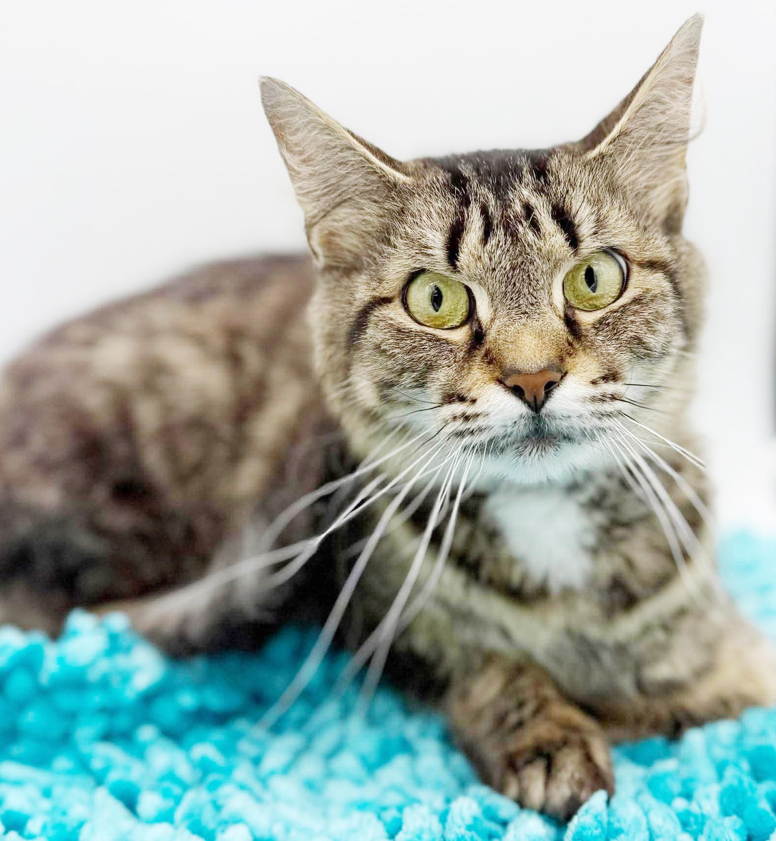 Mrs Mew - Senior Therapy cat - eligible for Senior to Senior - AMAZING - VIDEOS, Adoptable, Senior Female Maine Coon & Bengal.