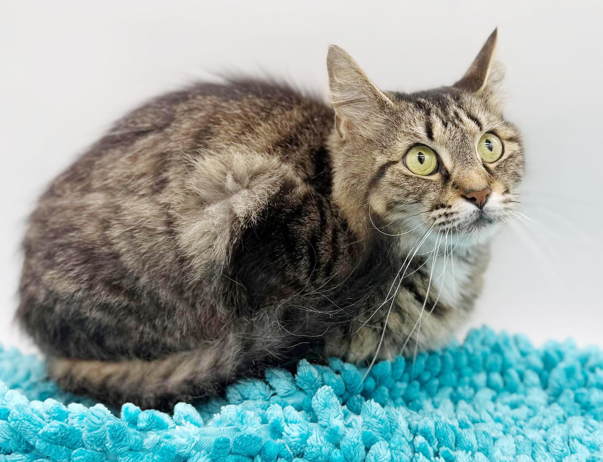 Enlarge Mrs Mew - Senior Therapy cat - eligible for Senior to Senior - AMAZING - VIDEOS, a Adoptable mixed breed in Bedford Hills, NY image 5/6