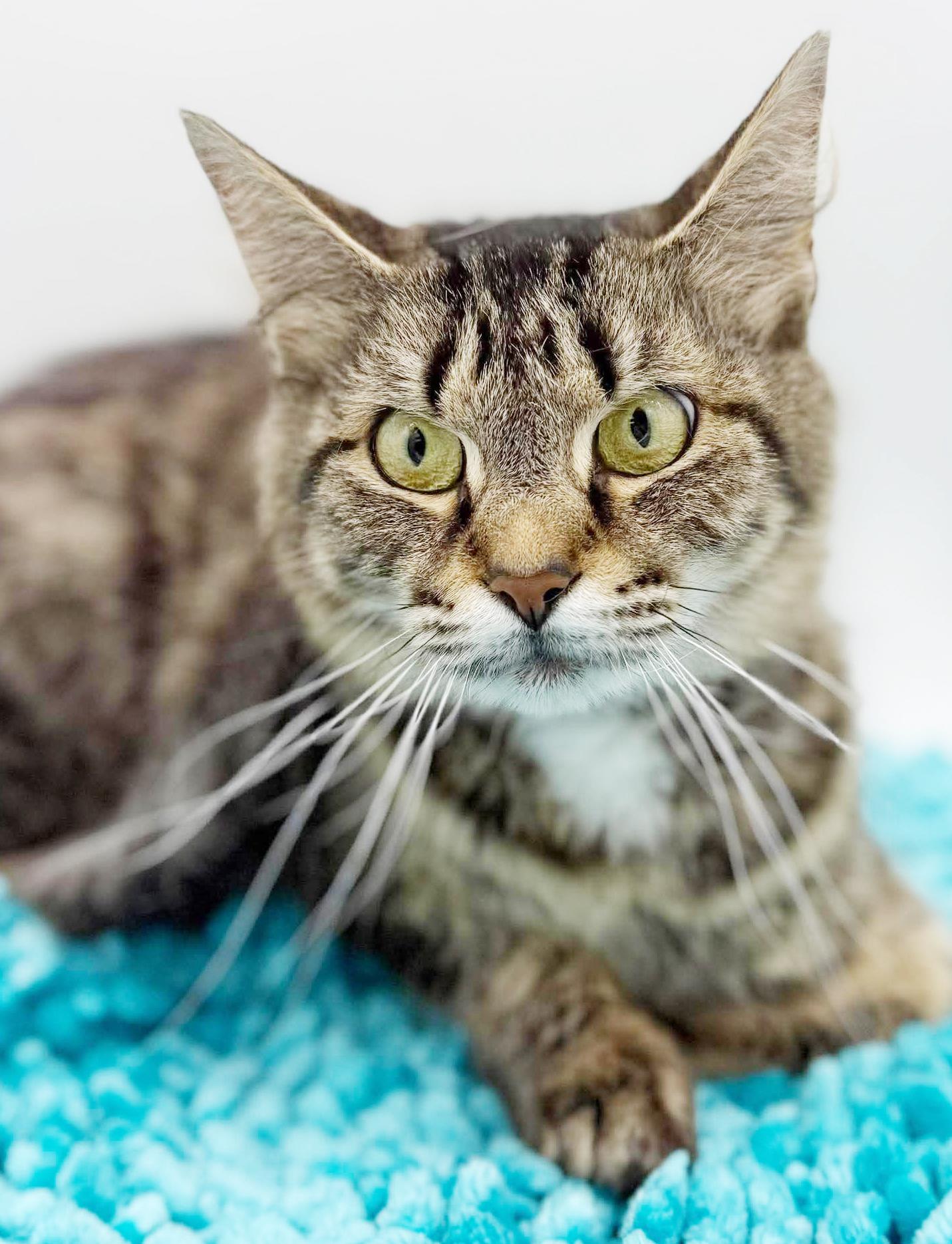 Enlarge Mrs Mew - Senior Therapy cat - eligible for Senior to Senior - AMAZING - VIDEOS, a Adoptable mixed breed in Bedford Hills, NY image 3/6