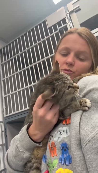Enlarge Mrs Mew - Senior Therapy cat - eligible for Senior to Senior - AMAZING - VIDEOS, a Adoptable mixed breed in Bedford Hills, NY video 6/6