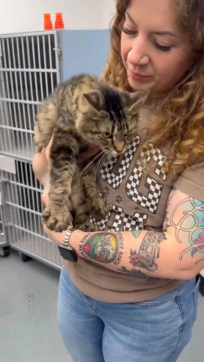 Enlarge Mrs Mew - Senior Therapy cat - eligible for Senior to Senior - AMAZING - VIDEOS, a Adoptable mixed breed in Bedford Hills, NY video 2/6