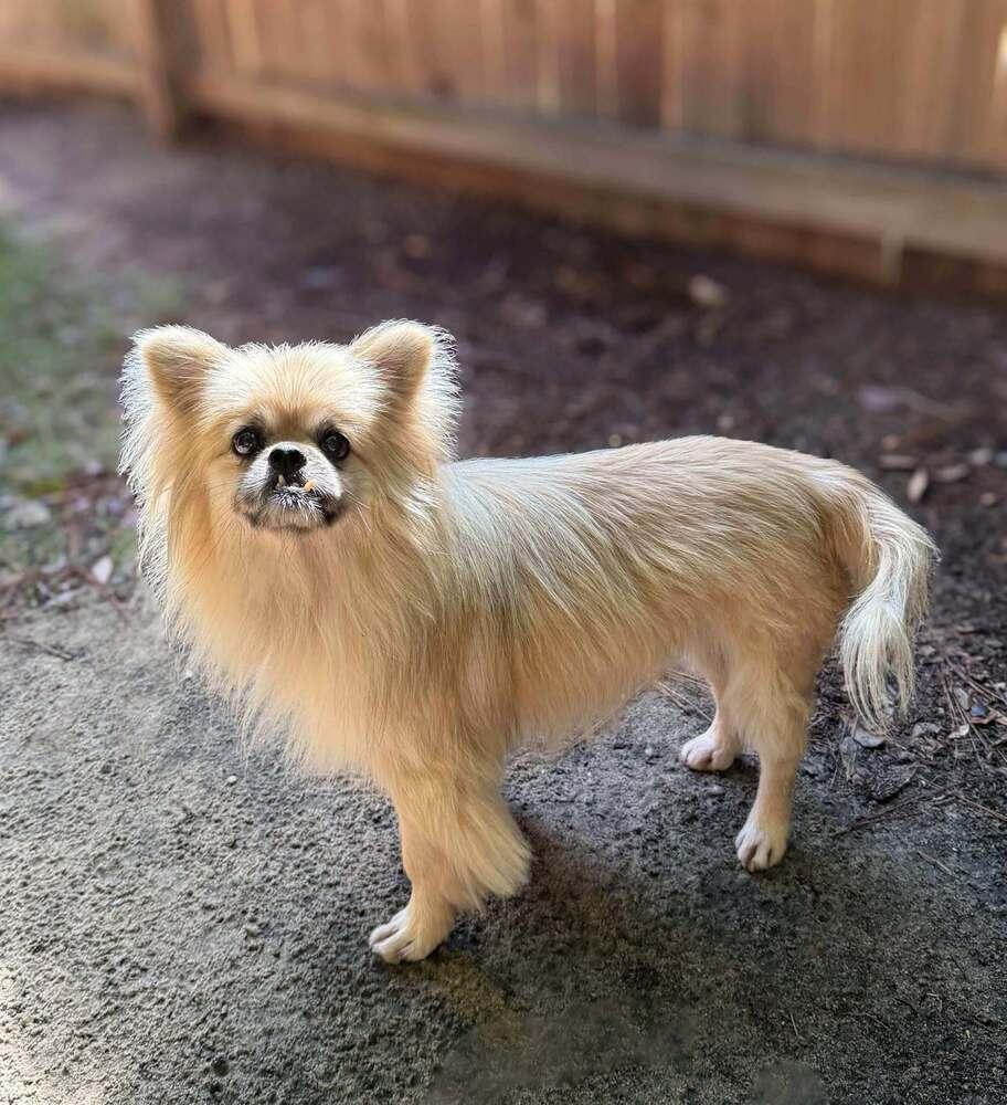 Max, Adoptable, Adult Male Pekingese.
