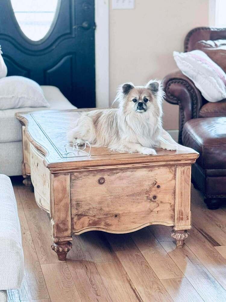 Max, Adoptable, Adult Male Pekingese.