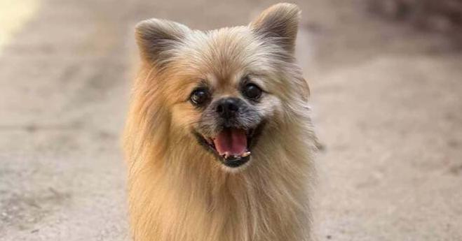 Enlarge Max, a Adoptable mixed breed in Statesboro, GA image 3/5