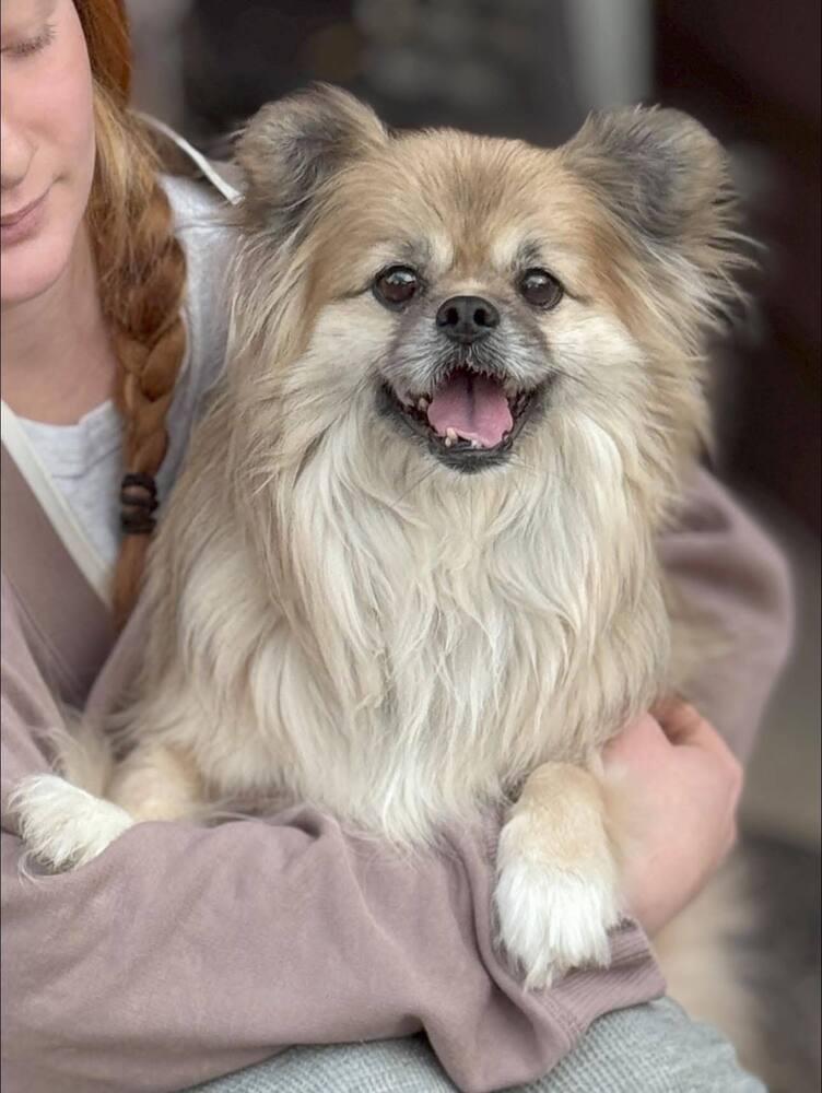 Enlarge Max, a Adoptable mixed breed in Statesboro, GA image 4/5