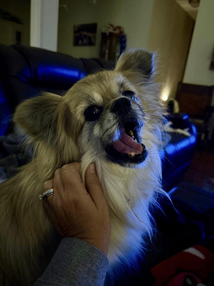 Enlarge Max, a Adoptable mixed breed in Statesboro, GA image 4/5