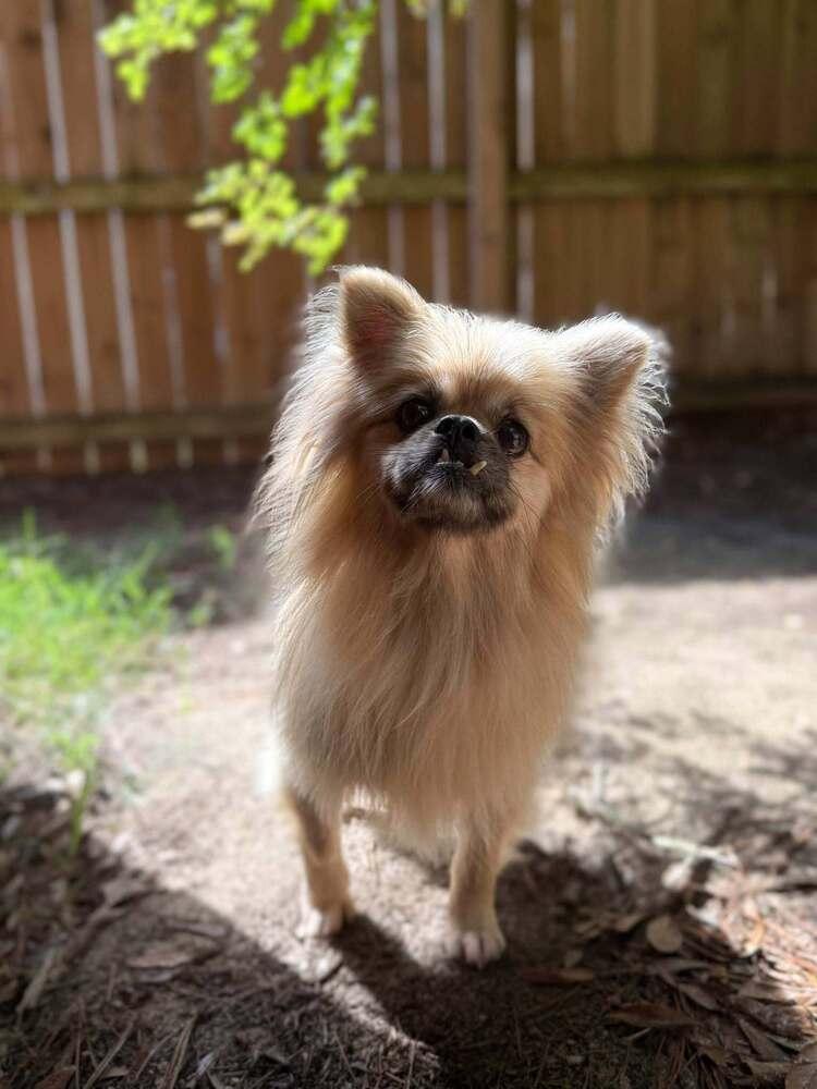 Enlarge Max, a Adoptable mixed breed in Statesboro, GA image 5/5