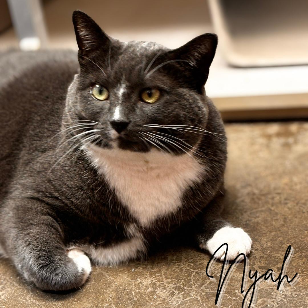 Enlarge Nyah, a Adoptable Domestic Short Hair in Janesville, WI image 1/1