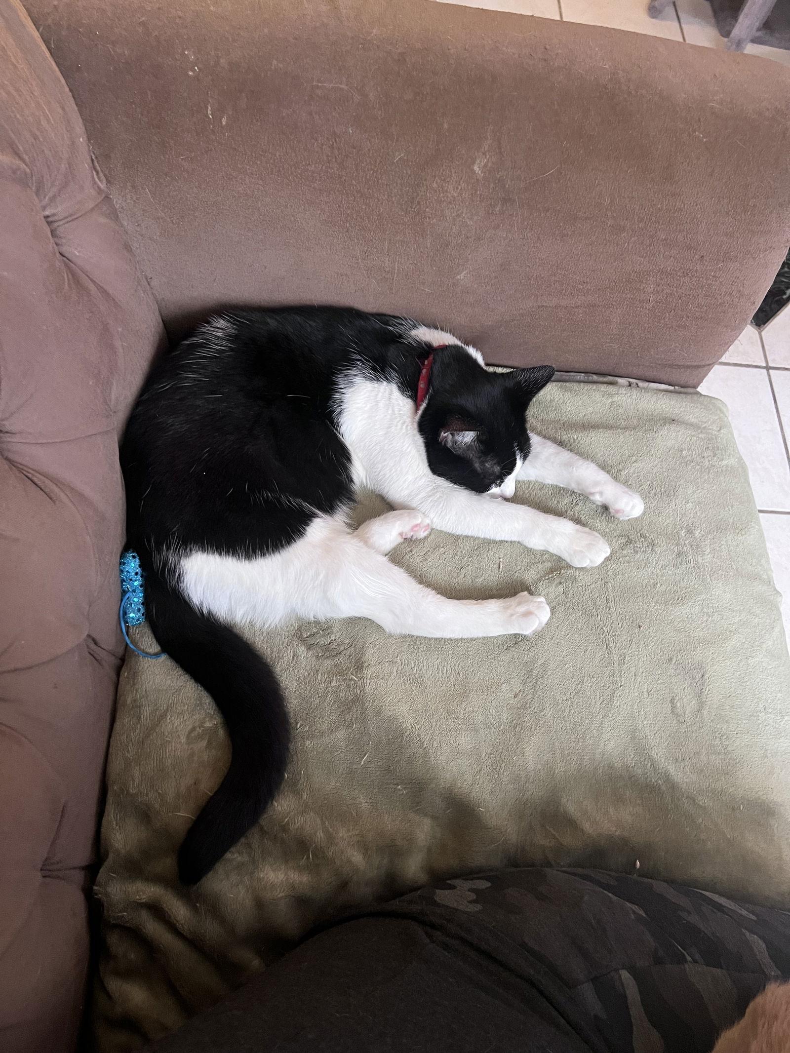 Purdy, Adoptable, Young Female Domestic Short Hair.