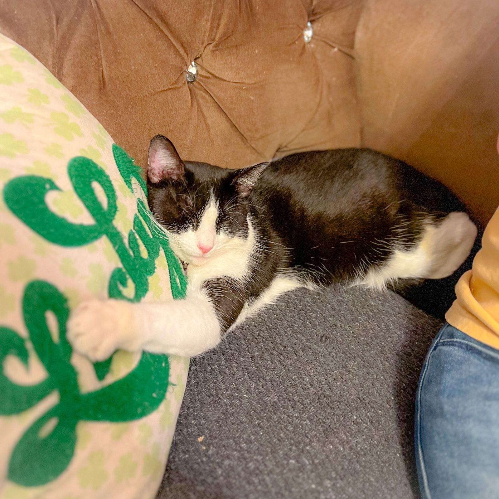 Enlarge Purdy, a Adoptable Domestic Short Hair in Philadelphia, PA image 2/3