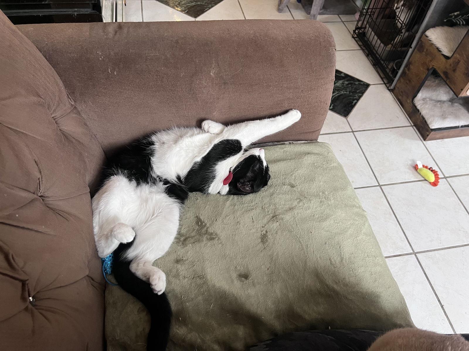 Enlarge Purdy, a Adoptable Domestic Short Hair in Philadelphia, PA image 3/3